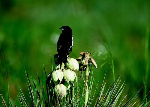 Bird Sparrow Lark Bunting Male Field Nature