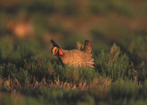Bird Grouse Prairie Chicken Ground Wildlife Nature