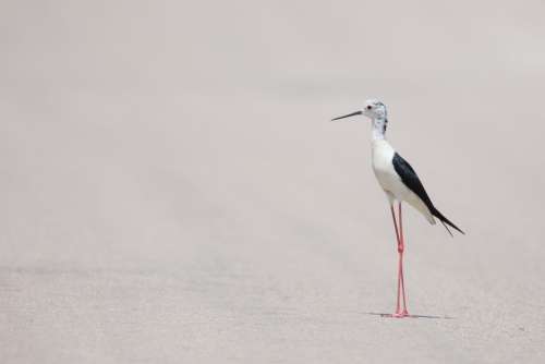 Bird Aviary Delicate Wildlife Beach Animal Sand