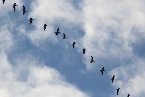 Bird Migration Migratory Birds Wild Geese Blue Sky