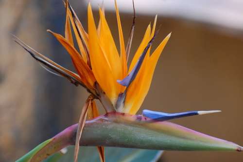 Bird Of Paradise Flower Orange Tropical Plant