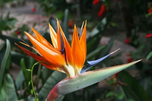 Bird Of Paradise Plants Flowers Bloom
