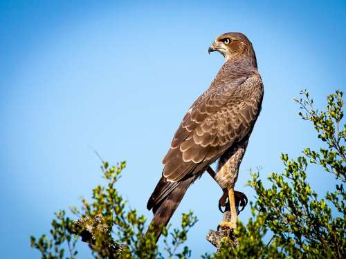 Bird Of Prey Falcon Raptor Bird Animal