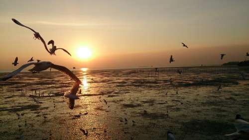 Birds Gulls Samut Prakan Sky Soar