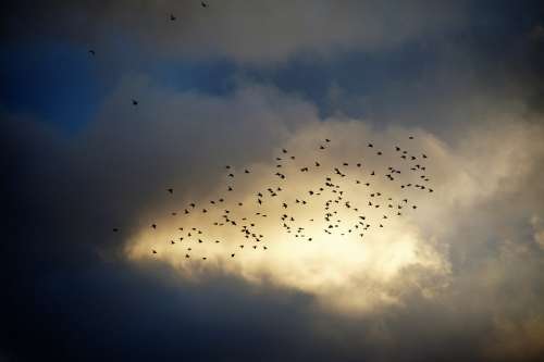Birds A Bevy Of Covey Silhouette Heaven Sky Light