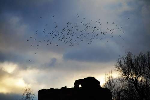 Birds Covey A Bevy Of Silhouette Flying Sky