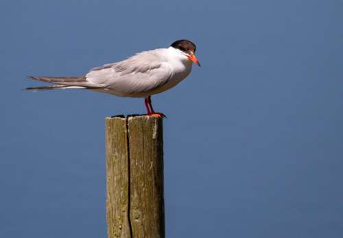 Birds Nature Animal Animal World River Tern