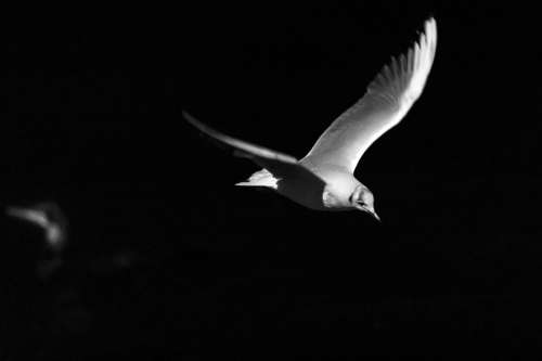 Birds Flight Night Seagull Freedom Wing Feather