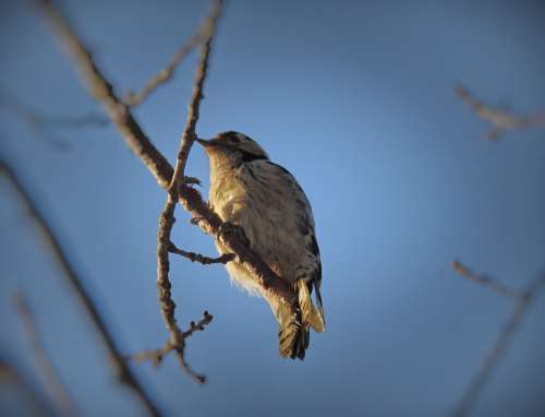 Birds Woodpecker Sky Branch