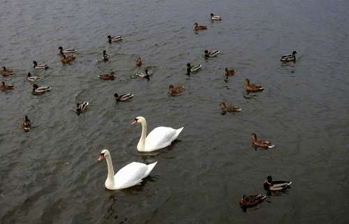 Birds Swans Ducks River Swim