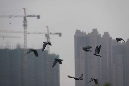 Birds Changsha Tall Buildings Estate