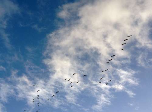 Birds Canada Geese Geese Dash Sky Himmel Cloud