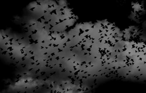 Birds Flock Wings Flying Sky Clouds