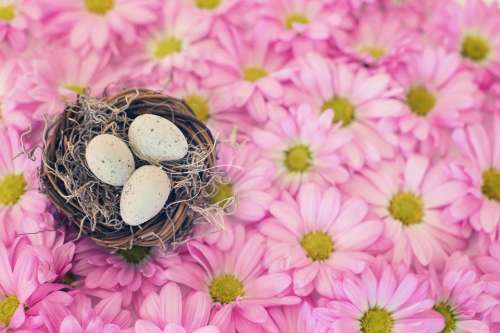Bird'S Nest Bird Eggs Pink Daisies Spring Season