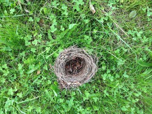 Bird'S Nest Grass Green Nest