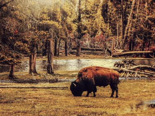 Bison Animal Landscape Nature Forest Scenic