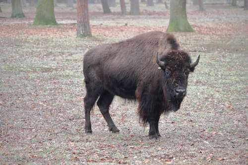 Bison Forest Animal Buffalo Nature Wildlife