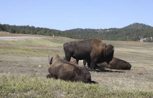 Bison Prairie Wild Nature Usa
