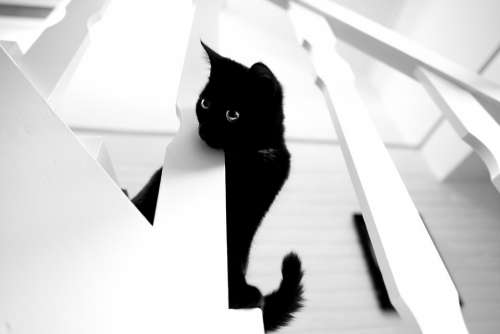 Black Cat White Stairs Looking Kitty Kitten Tail