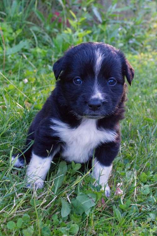 Black And White Puppy Do Dog Cute Pet Animal