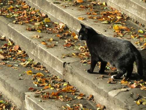 Black Cat Cat Trap Leaves Autumn