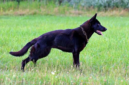 Black German Shepherd Dog Consists Of Nice Field