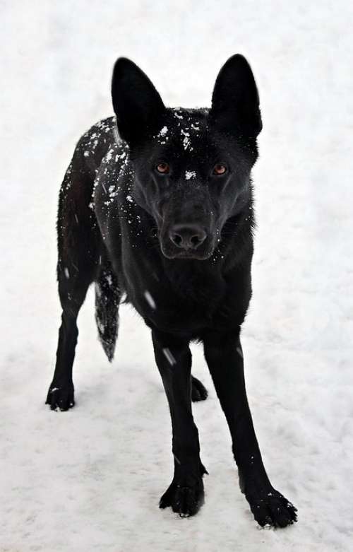 Black German Shepherd Snow Dog