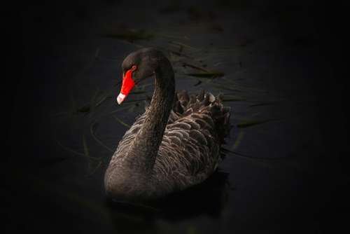 Black Swan Waterfowl Cygnus Atratus