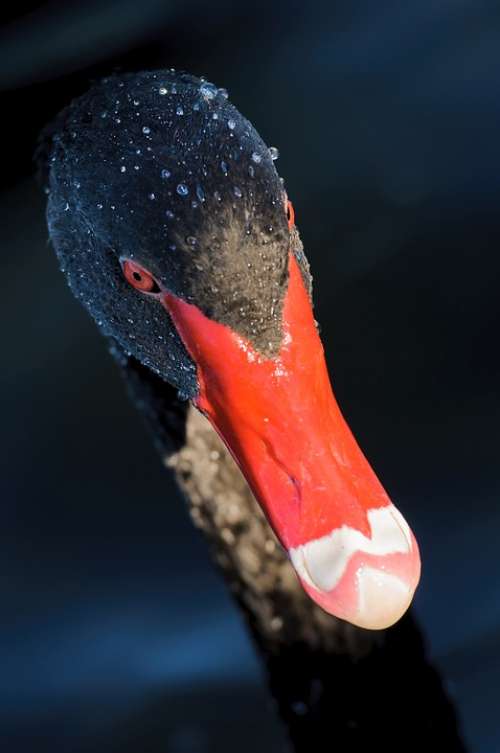 Black Swan Swan Waterfowl Bird Red Beak Red Eyes