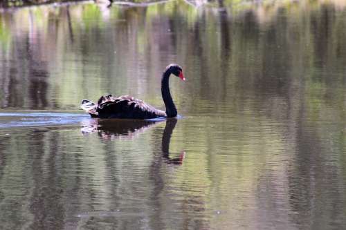 Black Swan Bird Australia Nature Elegant Lake