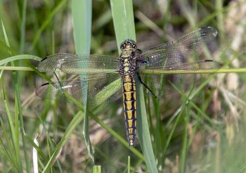 Black Tailed Skimmer Female Dragonfly Insect Nature
