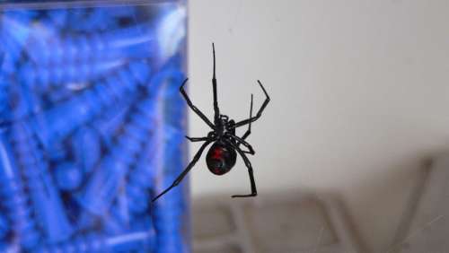 Black Widow Spider Venomous Danger Poisonous