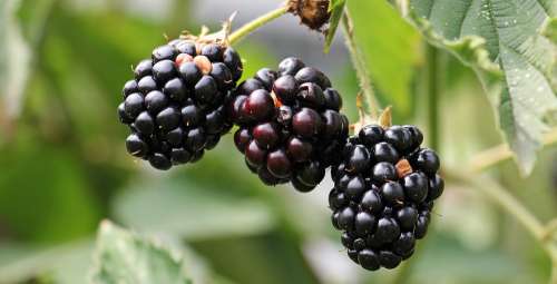 Blackberries Bramble Berries Bush Nature Vitamins