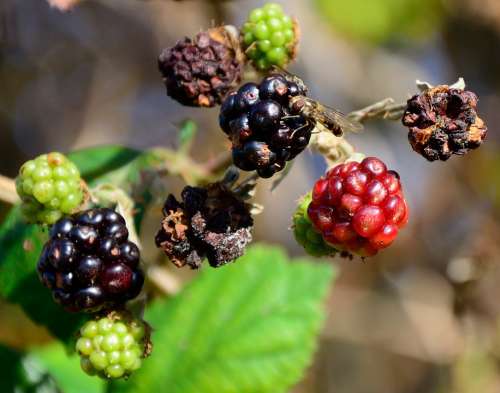 Blackberries Autumn Dry Hoverfly Food Nature