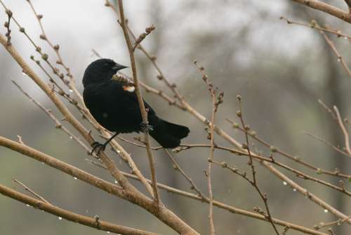 Blackbird Redwing Bird Nature Habitat Feathers