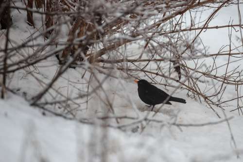 Blackbird Snow Bird Winter Branches Songbird