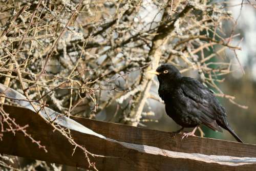 Blackbird Bird Winter Bridle Bush Hidden Branch