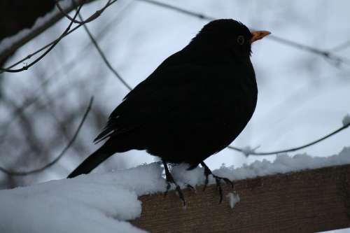 Blackbird Winter Bird Bird Backlighting Night Bird