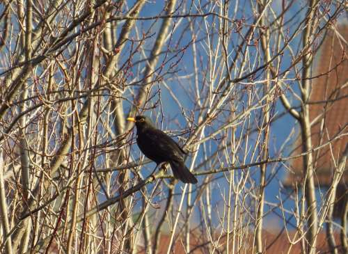 Blackbird Birds Bird Winter Songbird