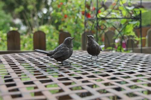 Blackbirds Garden Birds Table Decorations Ornament