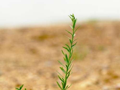 Blade Of Grass Green Nature Macro Bokeh Atmosphere