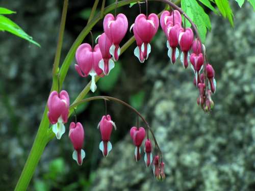 Bleeding Heart Spring Flowers Flowers Nature Plants