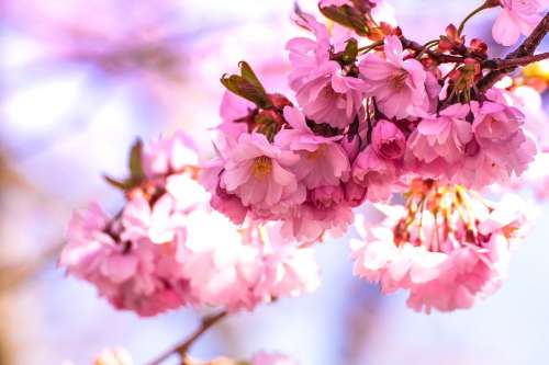 Bloom Blossom Blur Cherry Blossom Close-Up