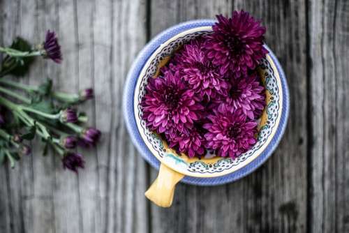 Bloom Blossom Decoration Flora Flowers Macro Vase