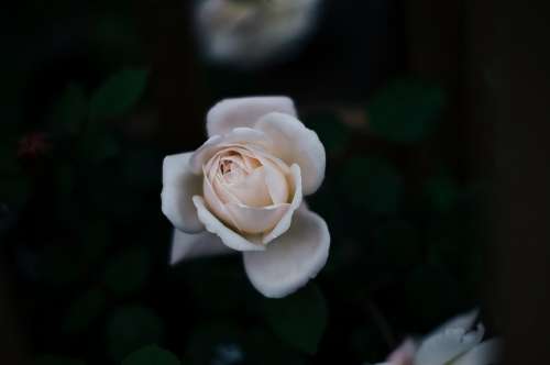 Bloom Blossom Flora Flower Rose White