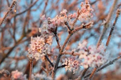 Blossom Bloom Hoarfrost Winter Nature Cold Frost