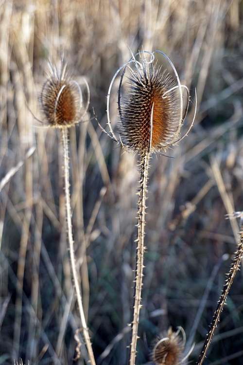 Blossom Bloom Grass Nature Flowers Meadow Plant