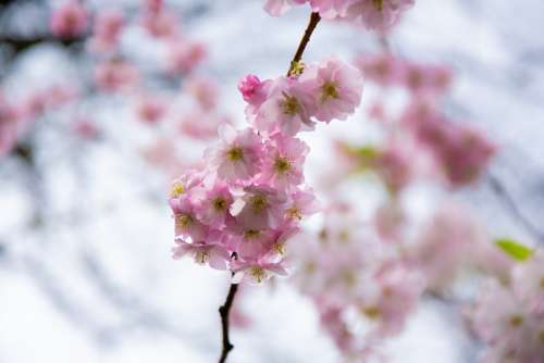 Blossom Bloom Cherry Spring Nature Freedom