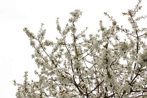 Blossom Cherry Tree Blossom Bloom Spring Bloom
