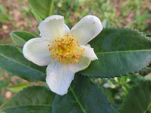 Blossom Tea Camellia Sinensis Tea Leaves White